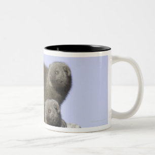 Group of Dwarf Mongoose on a Termite Mound in Two-Tone Coffee Mug