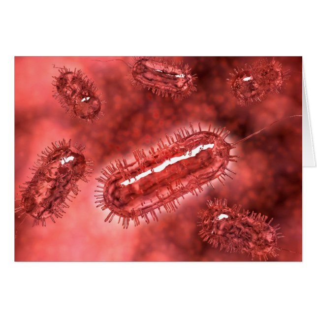 Group Of Escherichia Coli Bacteria Cells 2 (Front Horizontal)