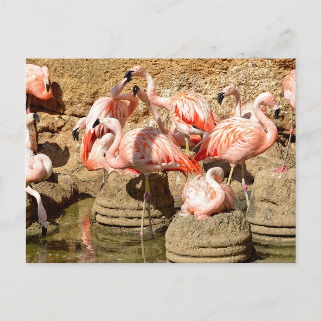Group of flamingos and nests in Camargue Holiday Postcard (Front)