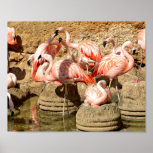 Group of flamingos and nests in Camargue Poster
