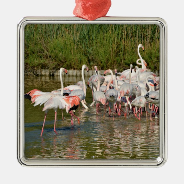 Group of flamingos in Camargue    Metal Ornament (Front)