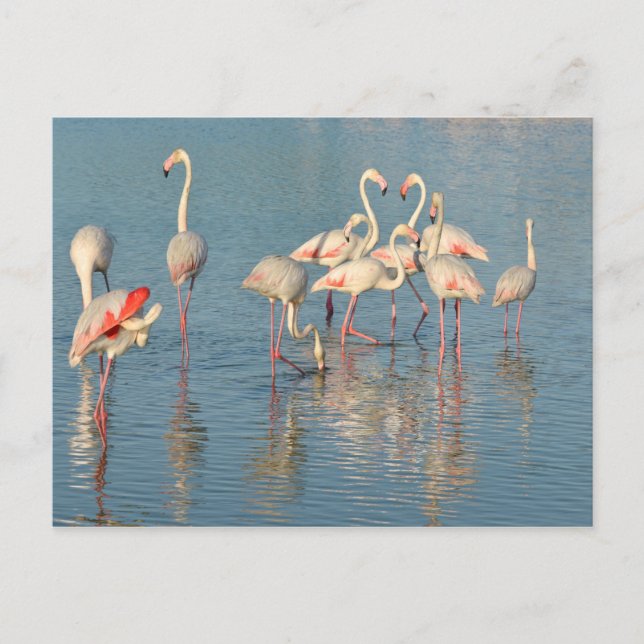 Group of flamingos in Camargue Postcard (Front)