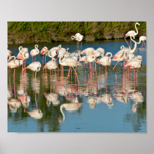 Group of flamingos in Camargue Poster