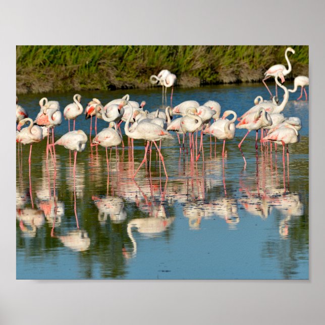 Group of flamingos in Camargue  Poster (Front)