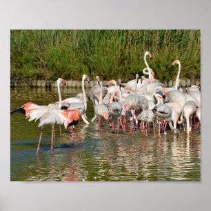 Group of flamingos in Camargue Poster