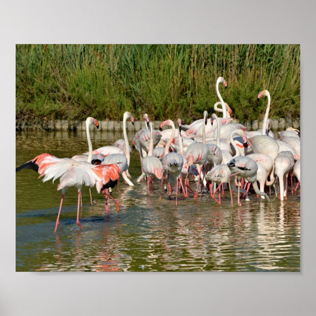 Group of flamingos in Camargue  Poster (Front)