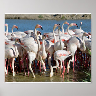 Group of flamingos in Camargue  Poster