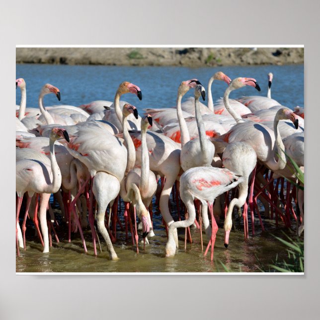 Group of flamingos in Camargue  Poster (Front)