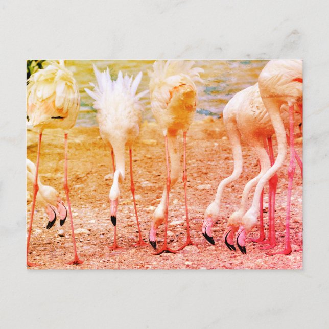 Group of flamingos postcard (Front)