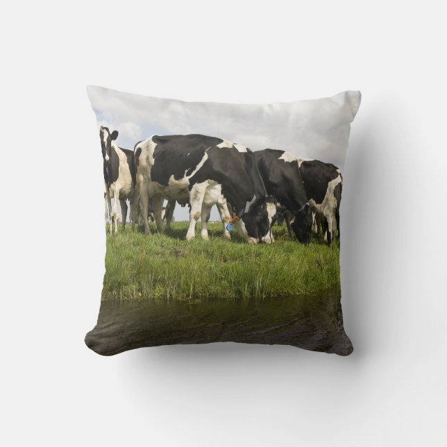 Group of Friesian cows Cushion (Front)