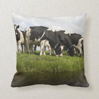 Group of Friesian cows Cushion