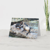 Group of fur seals