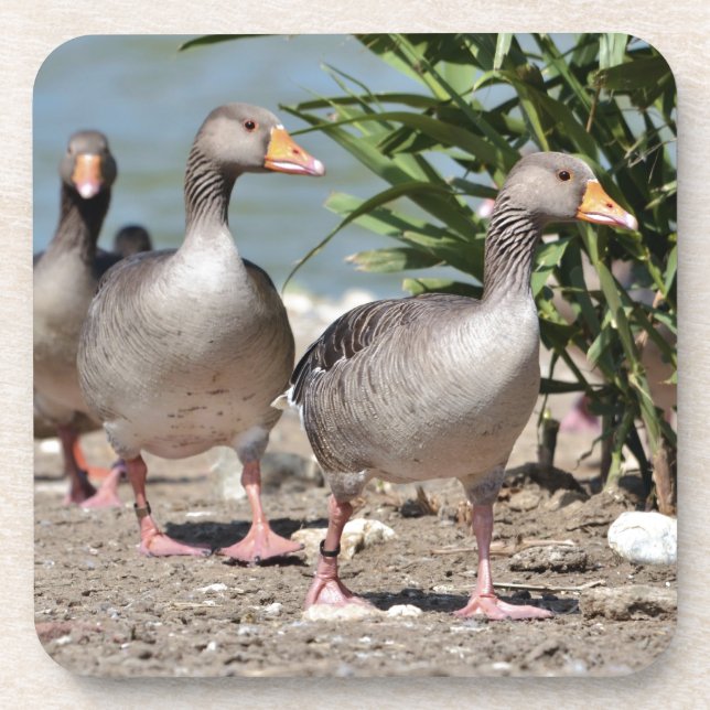 Group of greylag geese walking coaster (Front)