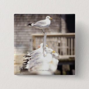 group of Herring Gulls (Larus argentatus) on a 15 Cm Square Badge