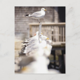 group of Herring Gulls (Larus argentatus) on a Postcard
