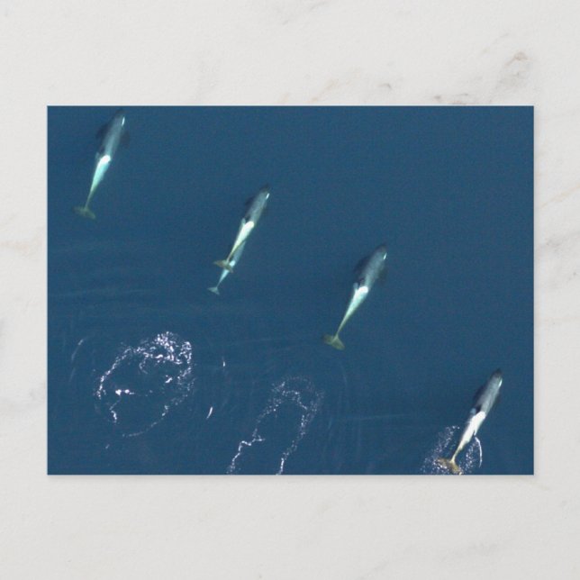 Group of Killer Whales Swimming Postcard (Front)