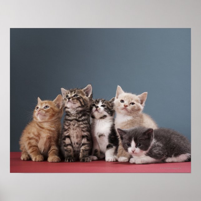 Group of Kittens Poster (Front)
