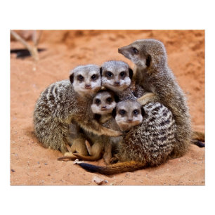 Group of Meerkats together Poster
