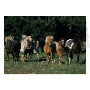 Group of Miniature Foals
