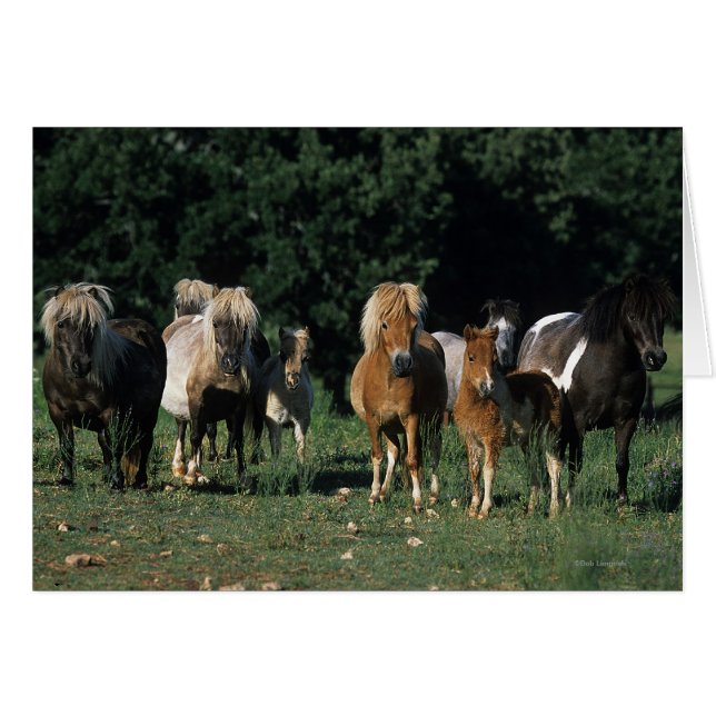 Group of Miniature Foals (Front Horizontal)