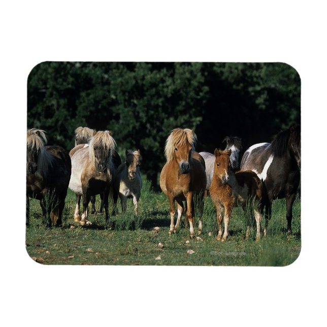 Group of Miniature Foals Magnet (Horizontal)