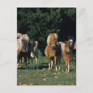 Group of Miniature Foals Postcard