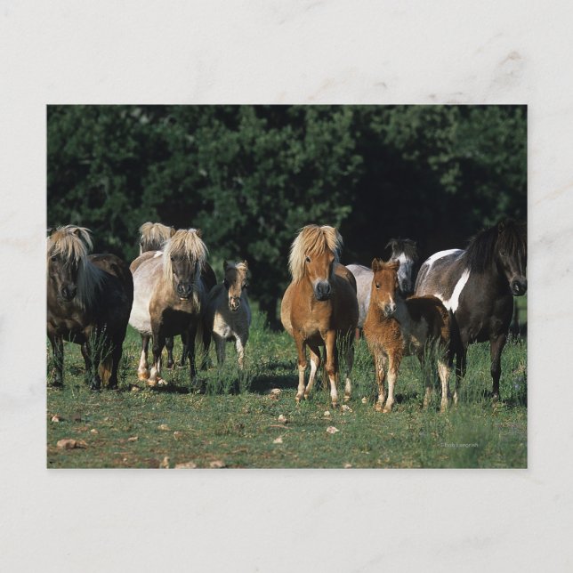 Group of Miniature Foals Postcard (Front)