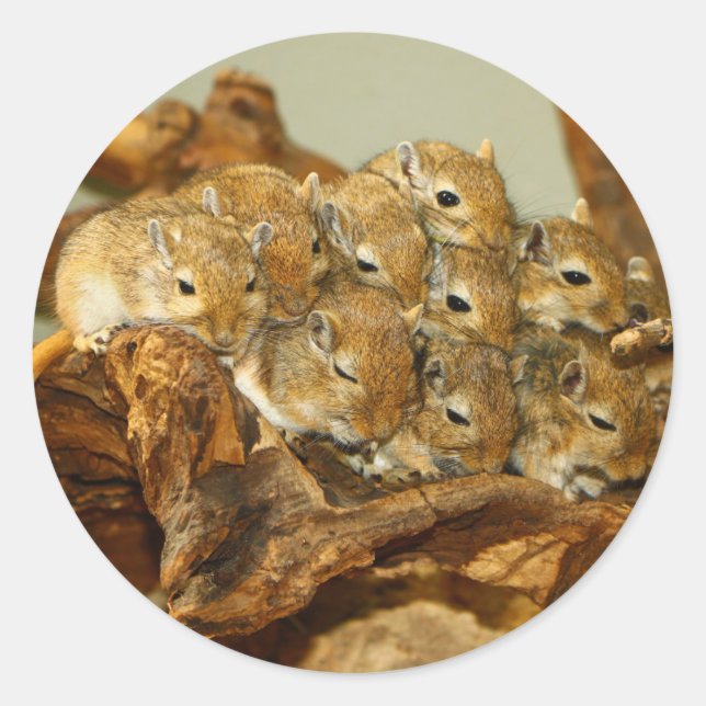 Group of Mongolian Gerbils Meriones Unguiculatus Classic Round Sticker (Front)