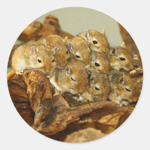 Group of Mongolian Gerbils Meriones Unguiculatus Classic Round Sticker
