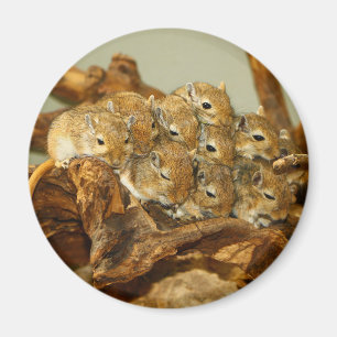 Group of Mongolian Gerbils Meriones Unguiculatus Magnet