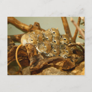 Group of Mongolian Gerbils Meriones Unguiculatus Postcard