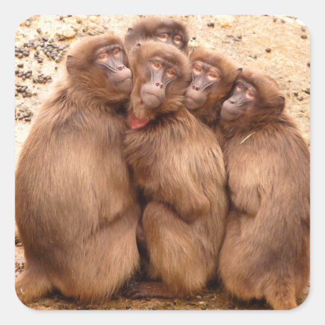 Group of Monkeys Sticker (Front)