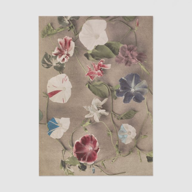 Group of Morning Glories by Ogawa Kazumasa Tissue Paper (Front)