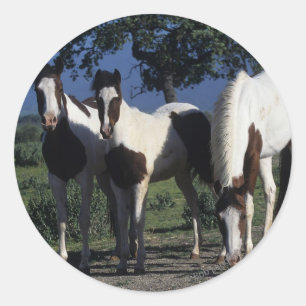 Group of Paint Horses Classic Round Sticker