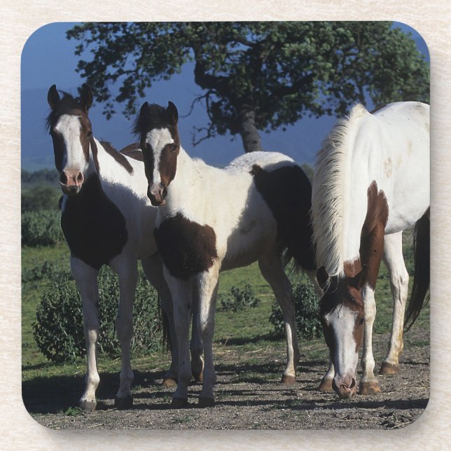 Group of Paint Horses Coaster (Front)