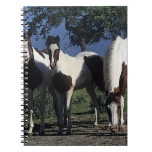 Group of Paint Horses Notebook