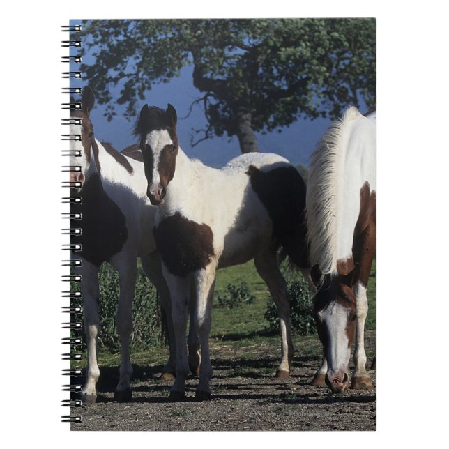 Group of Paint Horses Notebook (Front)