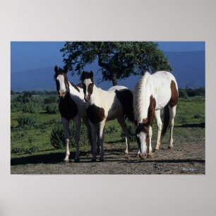 Group of Paint Horses Poster