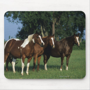 Group of Paint Horses Standing Mouse Pad