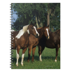 Group of Paint Horses Standing Notebook