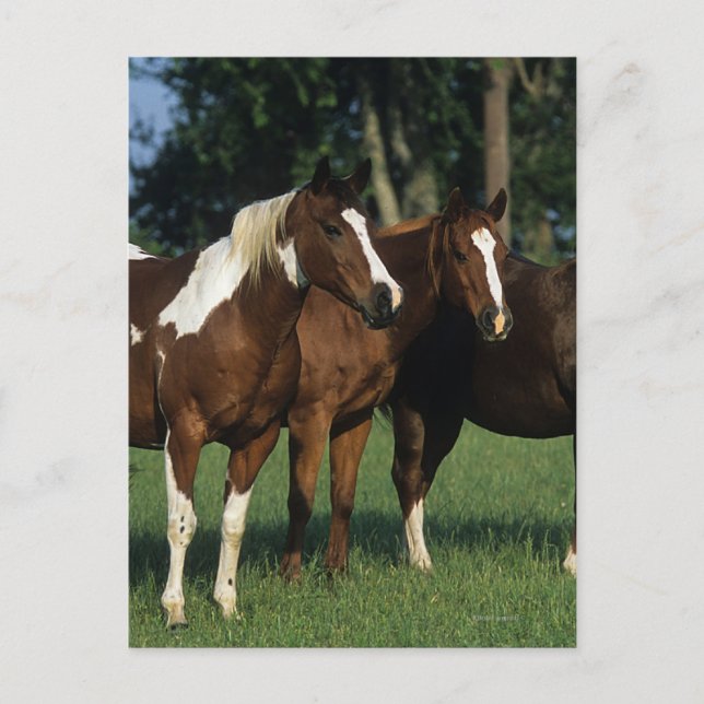 Group of Paint Horses Standing Postcard (Front)