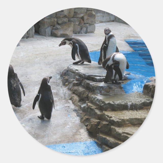 Group Of Penguins Classic Round Sticker (Front)