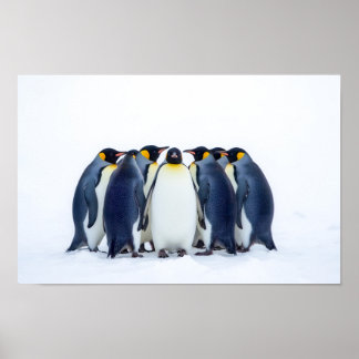 Group of Penguins Poster