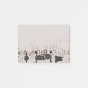 Group of Pintail Ducks Gather and Swims in a lake Post-it Notes