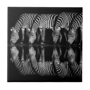 Group of Plains Zebra Drink Together at Night Ceramic Tile