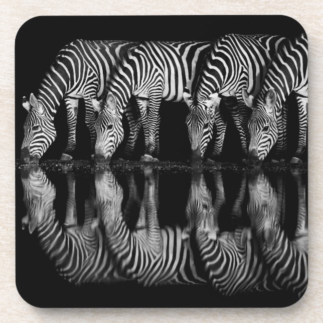 Group of Plains Zebra Drink Together at Night Coaster (Front)