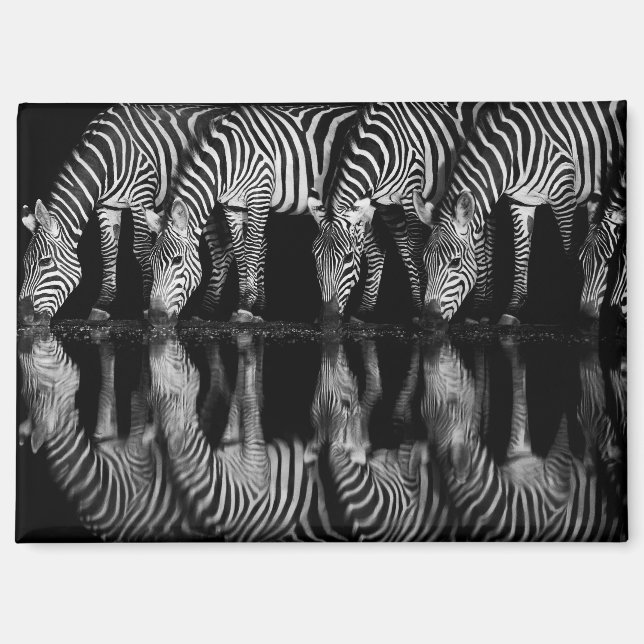 Group of Plains Zebra Drink Together at Night Magnet (Front)