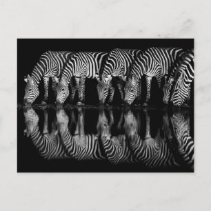 Group of Plains Zebra Drink Together at Night Postcard