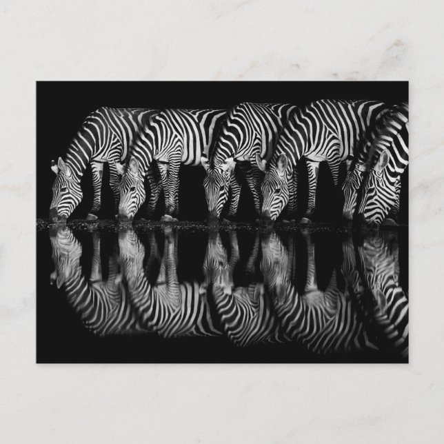 Group of Plains Zebra Drink Together at Night Postcard (Front)
