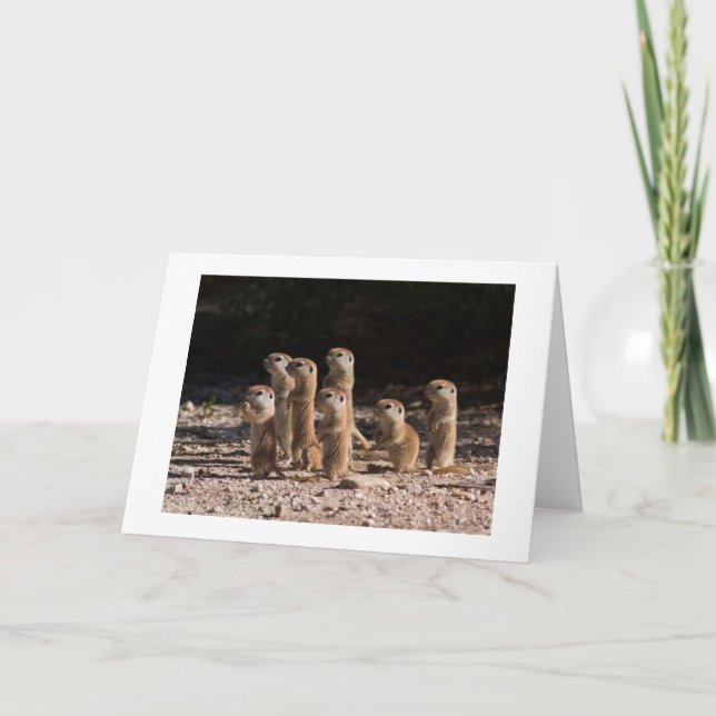 GROUP OF PRARIE DOGS ARE SAYING HAPPY BIRTHDAY CARD (Front)